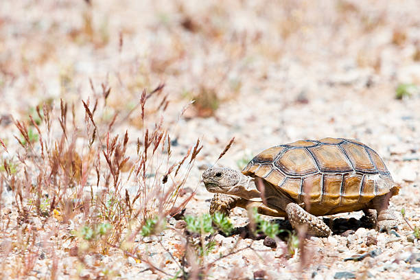 istock walking teeny turtle at american desert 177555793