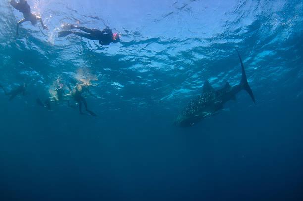 istock Whale shark and Snorkelers 177555902