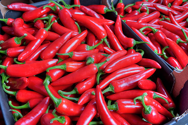 Red Chilli Peppers stock photo