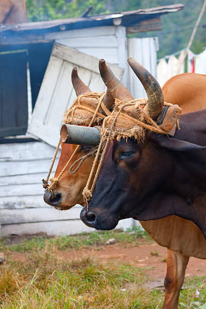 istock Oxen on a Tobacco Farm, Cuba 177556167