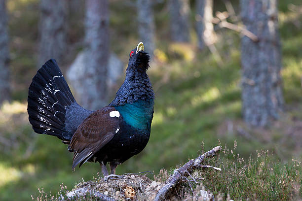 capercaillie adulto macho mostrando en escocia - urogallo fotografías e imágenes de stock