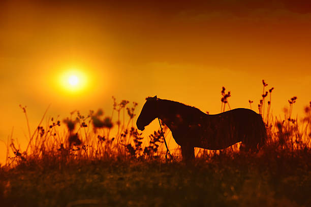 istock Horse silhouette at sunset 177556500