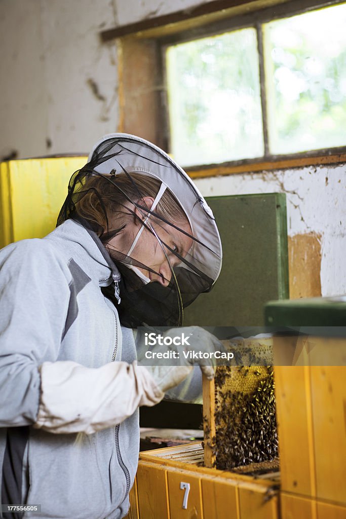 Beekeeper working in an apiary Beekeeper in an apiary holding a frame of honeycomb covered with swarming bees Agriculture Stock Photo