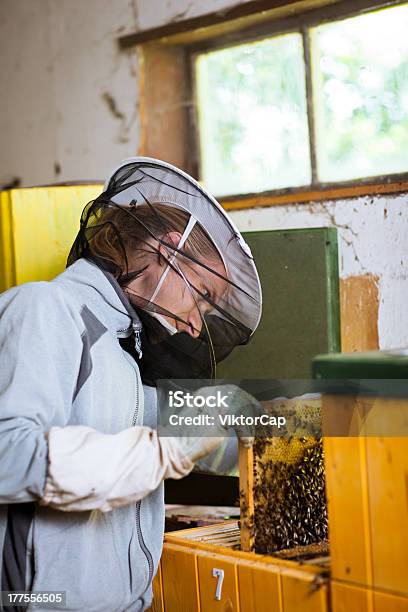 Beekeeper Working In An Apiary Stock Photo - Download Image Now - Agriculture, Animal, Apiary