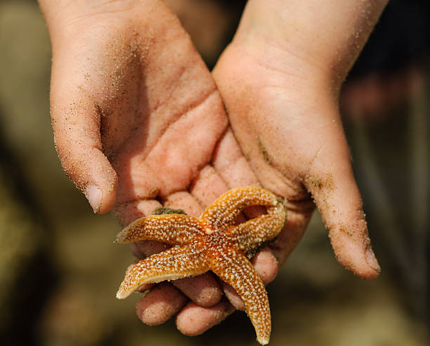 istock Starfish in a child's hands 177556622