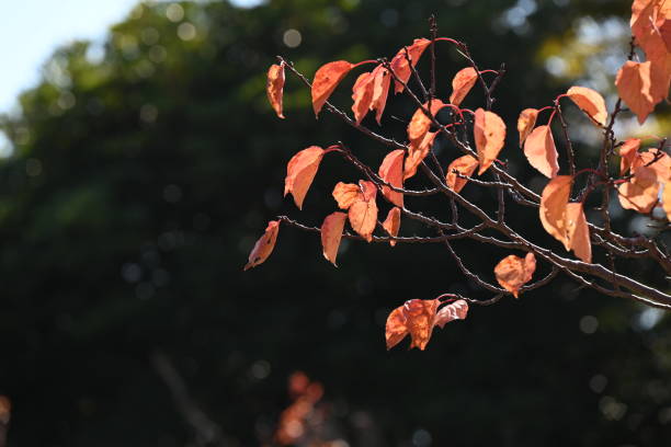 istock Autumn leaves on the apricot tree. Asteraceae deciduous tree. 1775566492