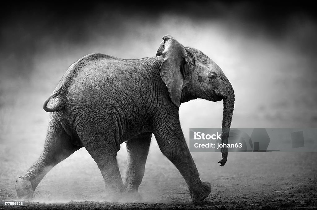 Baby Elephant running (Artistic processing) Baby Elephant running in dust (Artistic processing) Etosha National Park African Elephant Stock Photo