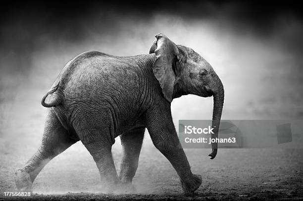 Baby Elephant Running Stock Photo - Download Image Now - African Elephant, Calf, Elephant