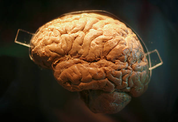 Real menschliche Gehirn – Foto