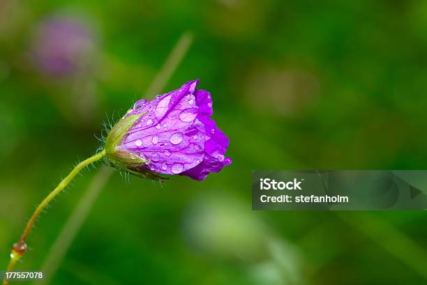 Waterdrops A 분산 초롱꽃초롱꽃 Patula 0명에 대한 스톡 사진 및 기타 이미지 - 0명, 꽃 나무, 꽃 한송이