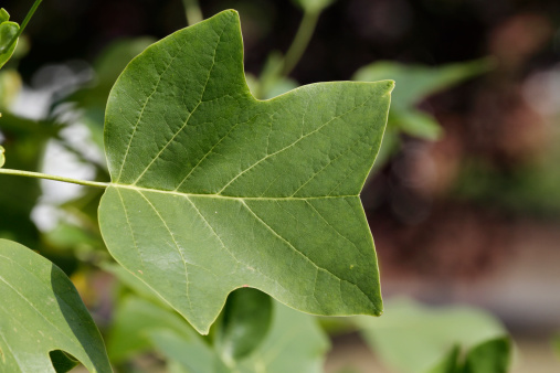 Tulip tree leaf in summer isolated by focus