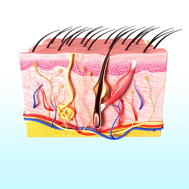 istock Skin anatomy 177557136