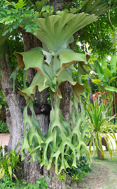Big staghorn Fern Big staghorn Fern sponger stock pictures, royalty-free photos & images