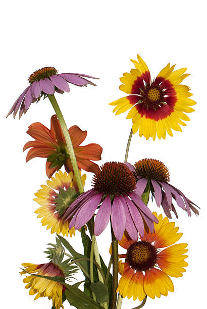 istock Bouquet  gardens flowers 177557519