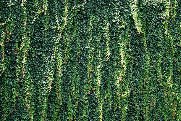 Matrix pattern of wild vitis foliage stock photo