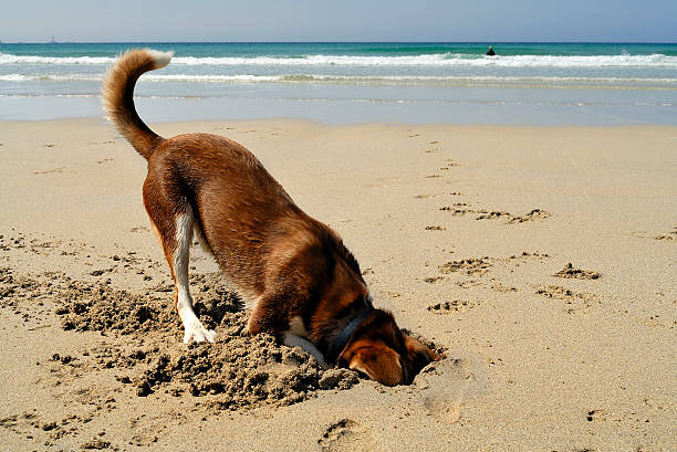 escavação de cão na praia - burying ground imagens e fotografias de stock