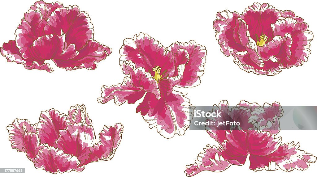 Conjunto de Flores de Tulipa de 5 - Royalty-free Amor arte vetorial