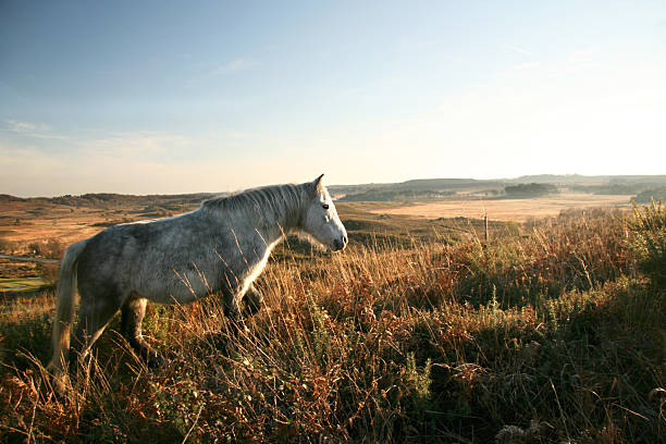 New Forest Pony in Heathland "Back lit New Forest pony standing in the evening sun showing New Forest heath land stretching out behind. Hampshire, England." new forest stock pictures, royalty-free photos & images