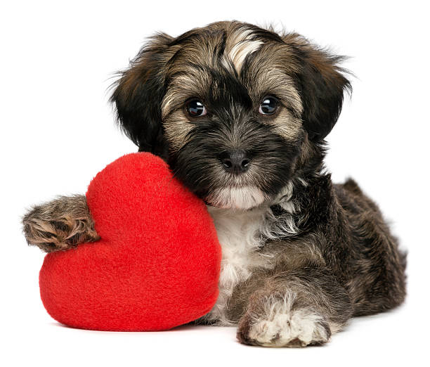 istock Lover Valentine Havanese male puppy dog 177558009