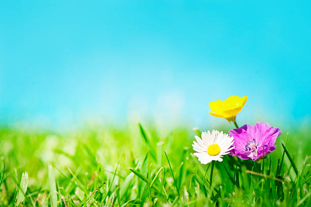 Three flowers on the grass stock photo