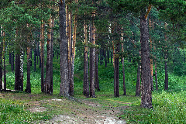 floresta de pinho - hors imagens e fotografias de stock