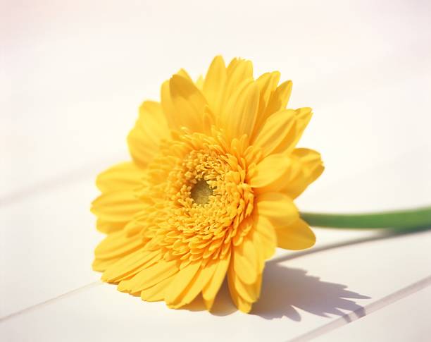 istock Barbeton Daisy Gerbera Flower 177558090