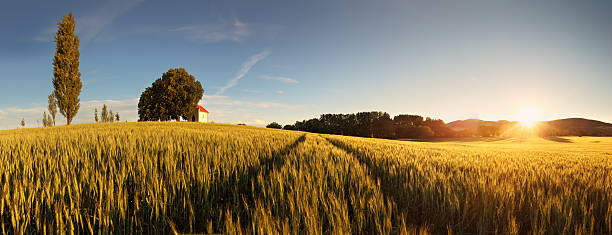 Sunset over wheat field with path and chapel in Slovakia - panorama