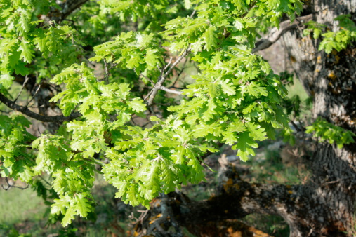 Downy Oak or Pubescent Oak (Quercus pubescens)