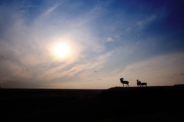 istock three goat standing at desert in sunset 177558429