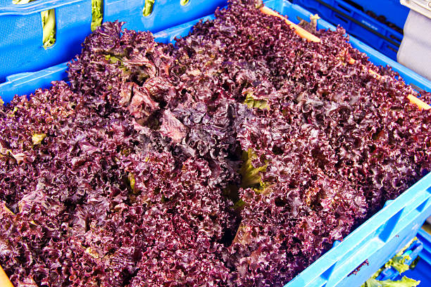 Wholesale Red Lettuce stock photo