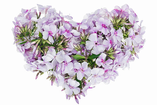 istock Heart from  pink phloxes isolated 177558528