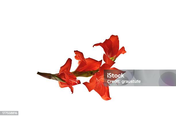 Foto de Red Gladíolo e mais fotos de stock de Cabeça da flor - Cabeça da flor, Contraluz, Figura para recortar