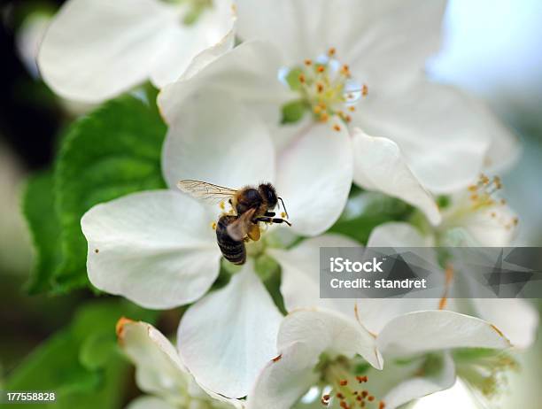Pszczoła W Pracy - zdjęcia stockowe i więcej obrazów Bez ludzi - Bez ludzi, Bliskie zbliżenie, Brzoskwinia - Owoc