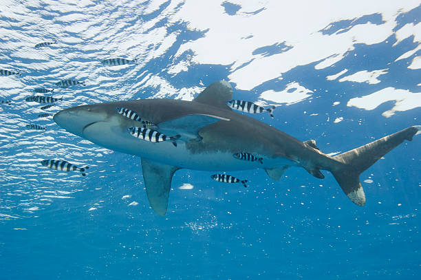 Oceanic white-tip shark in the sea Large oceanic white-tip shark Carcharhinus longimanus under water in the open ocean pilot fish stock pictures, royalty-free photos & images
