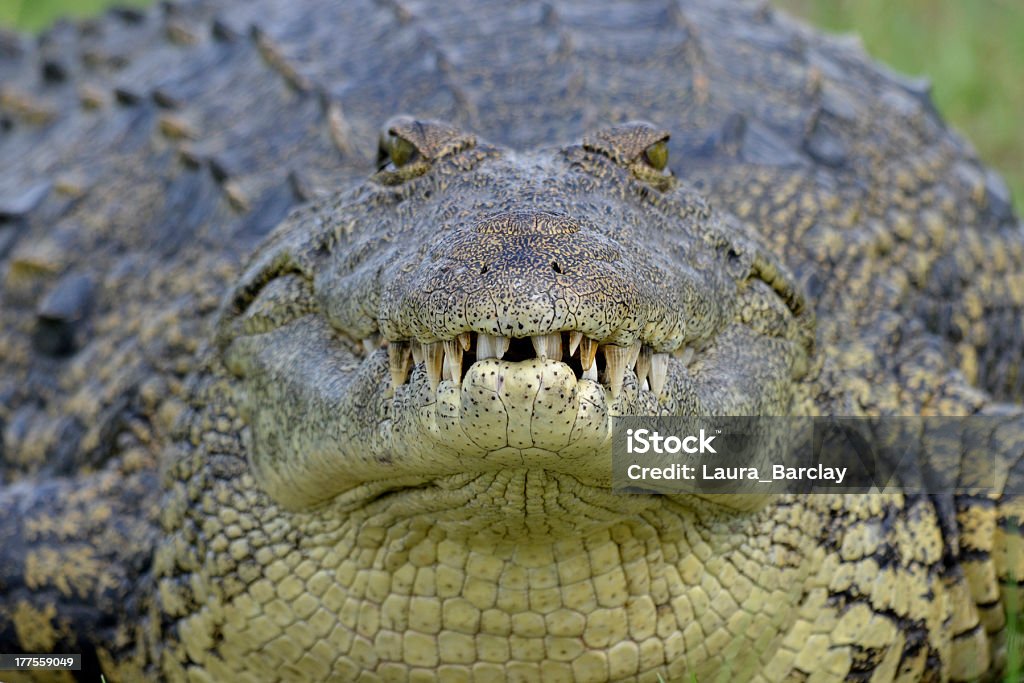 Nile Crocodile (Crocodylus niloticus) close up of head facing camera A close up shot of a Nile Crocodile (Crocodylus niloticus) facing camera. Nile Crocodile Stock Photo