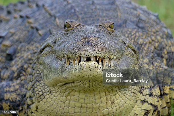 Nile Crocodile Close Up Of Head Facing Camera Stock Photo - Download Image Now