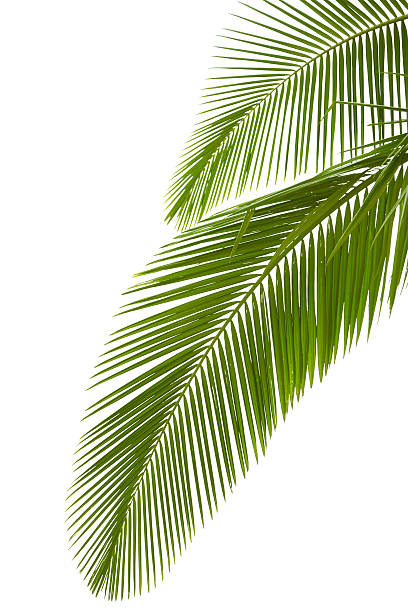 istock Leaves of palm tree 177559405