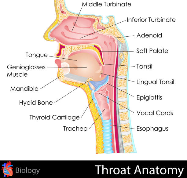 Throat Anatomy easy to edit vector illustration of Throat Anatomy tonsil stock illustrations