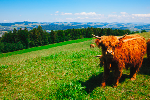 Cow on green grass and blue sky with clouds