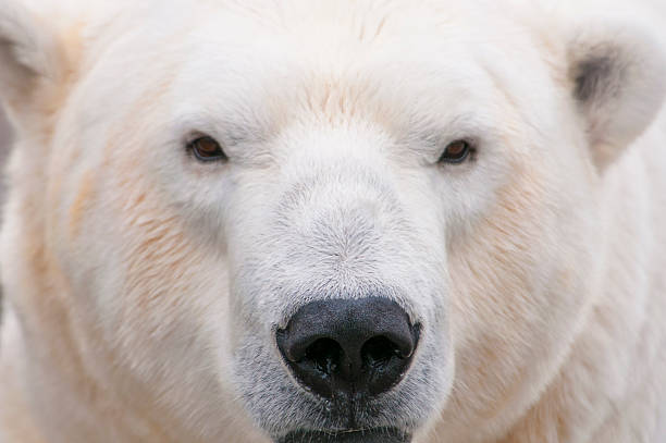 polar bear nahaufnahme - polar bear bear white close up stock-fotos und bilder