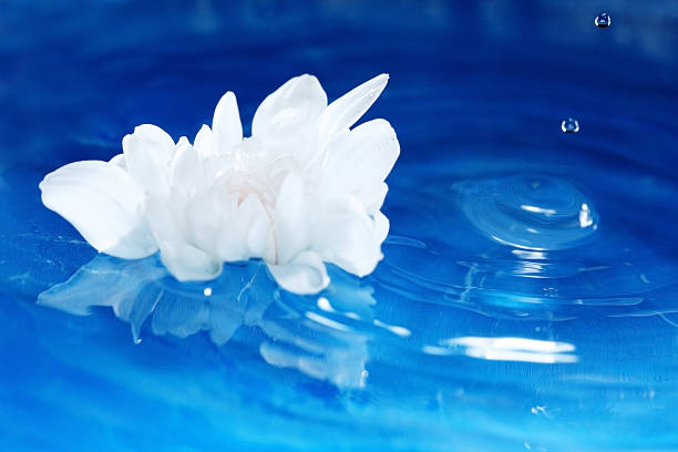 istock Flower on the water 177559730