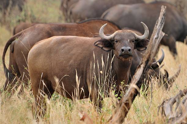 buffalo detail big boss buffalo at tsavo east ausschau halten stock pictures, royalty-free photos & images