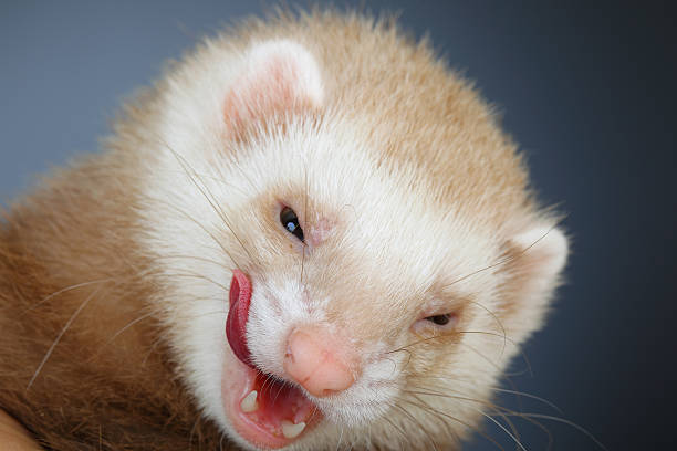 istock Portrait of pastel ferret 177560032