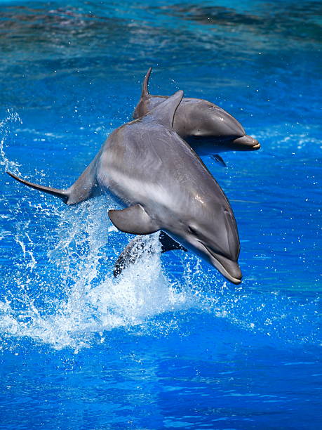 lindo golfinho nadando na água azul - dolphin aquarium bottle nosed dolphin smiling - fotografias e filmes do acervo