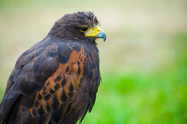 eagle - tierhaltung photos et images de collection