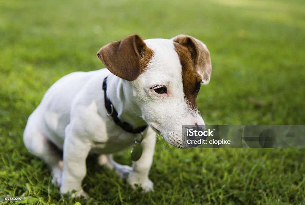 Pretty puppy Young Jack Russell dog ( 4 mounths). The Jack Russell terrier is a small terrier that has its origins in fox hunting. Animal Stock Photo