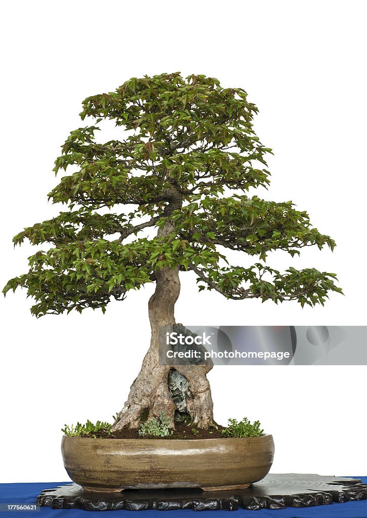 Old trident maple as bonsai tree White isolated old trident maple as bonsai tree is growing over a rock Asian Culture Stock Photo