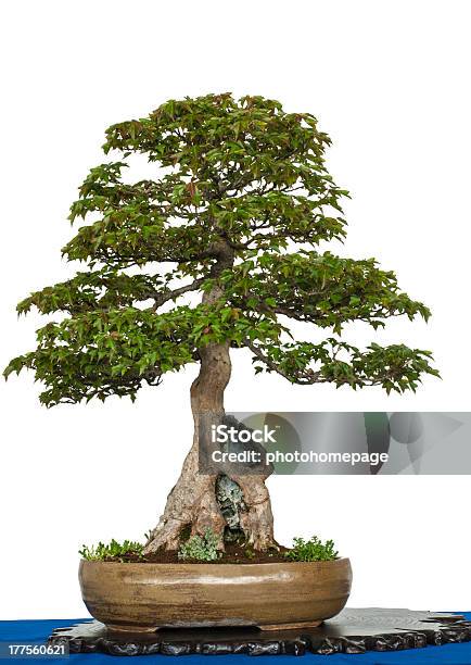 Old Trident Maple As Bonsai Tree Stock Photo - Download Image Now - Asian Culture, Bonsai Tree, Buddhism