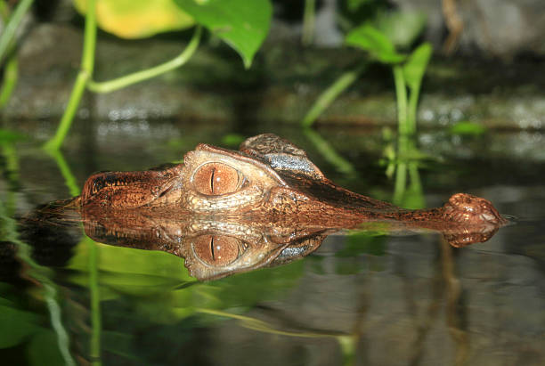 istock Young Nile Crocodile Reflected in the Water 177560819