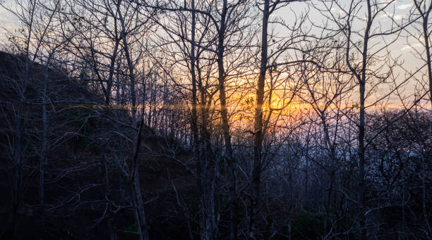 istock Sunset orange sun silhouette of deciduous trees 1775609024